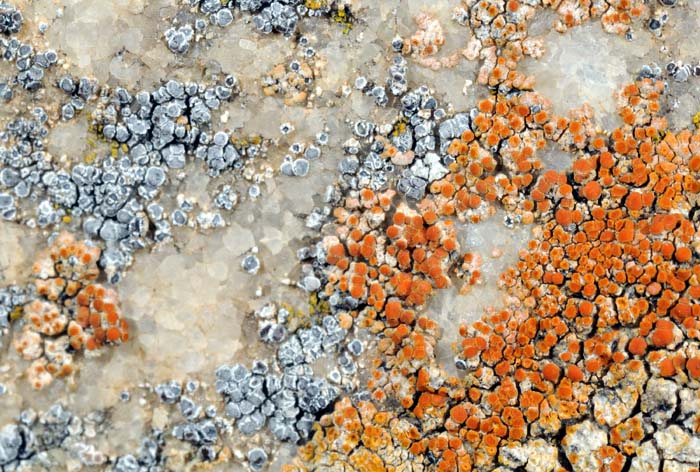 Licheni sul muro di casa